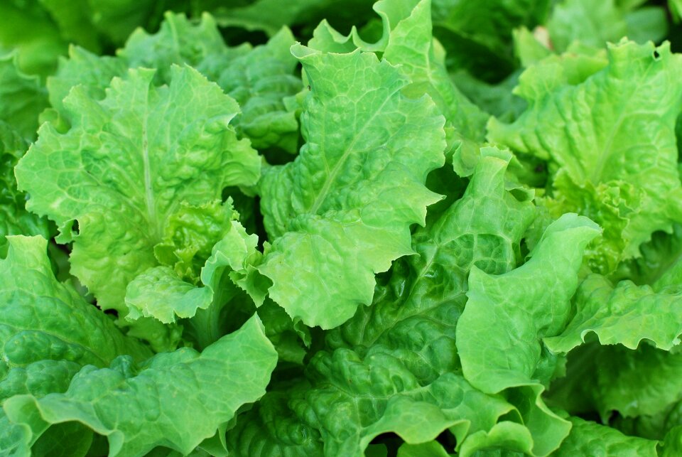 Fresh vegetable healthy