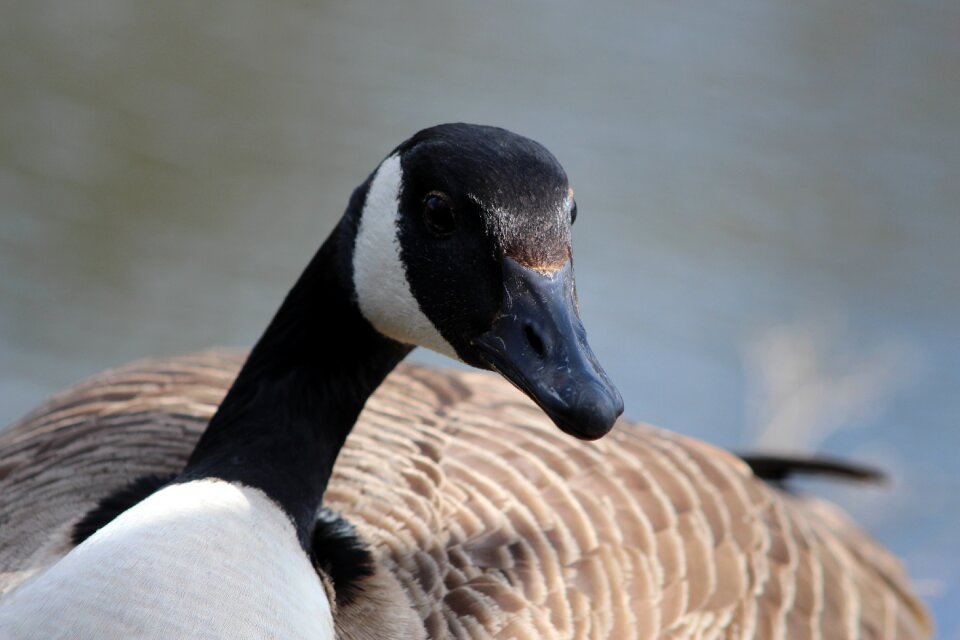 Nature animal canadian