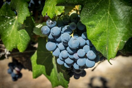 Vineyard harvest cultivation
