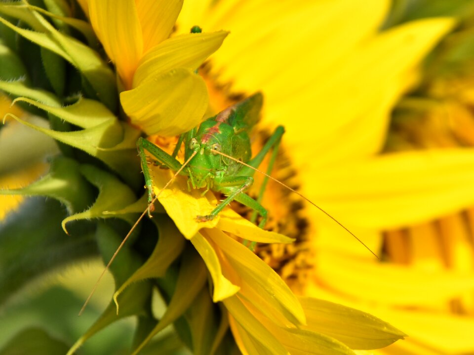 Grasshopper insect close up
