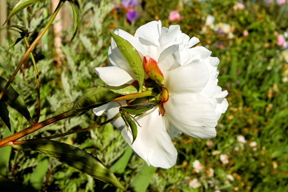 Bloom bloom white