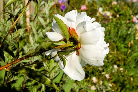 Bloom bloom white