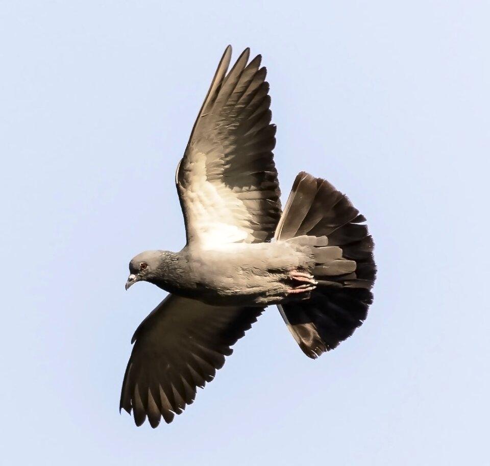 Animal nature pigeon
