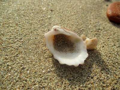 Sand seashell marine photo