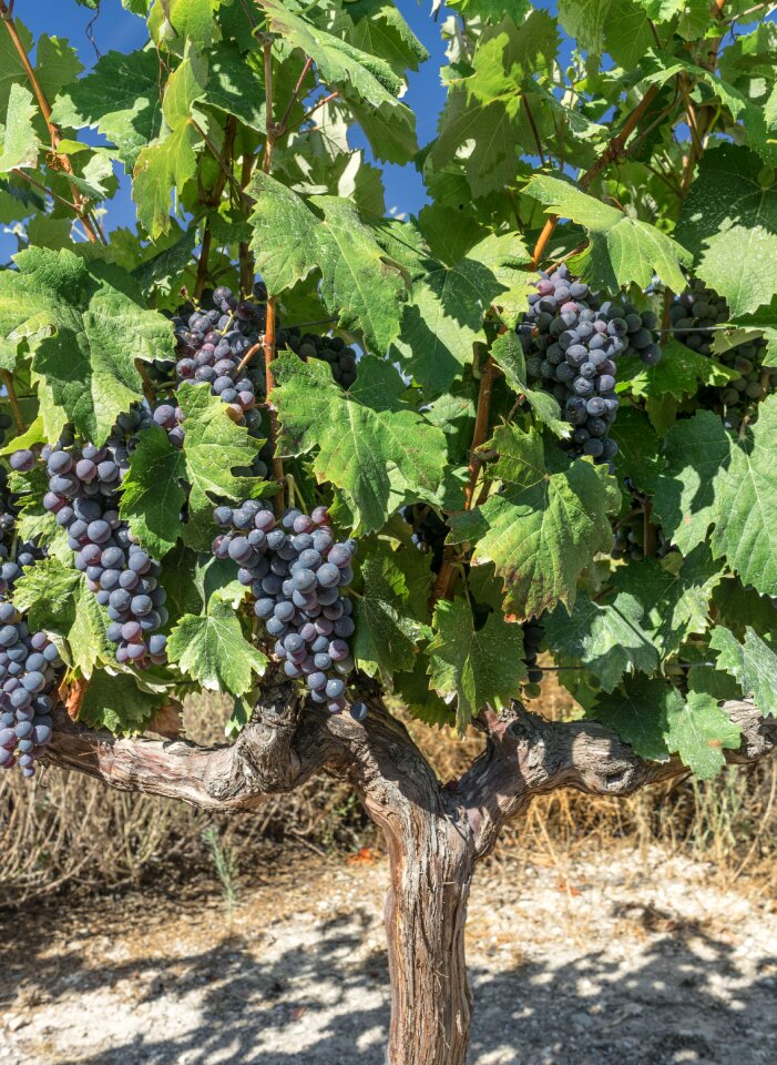 Vineyard harvest cultivation