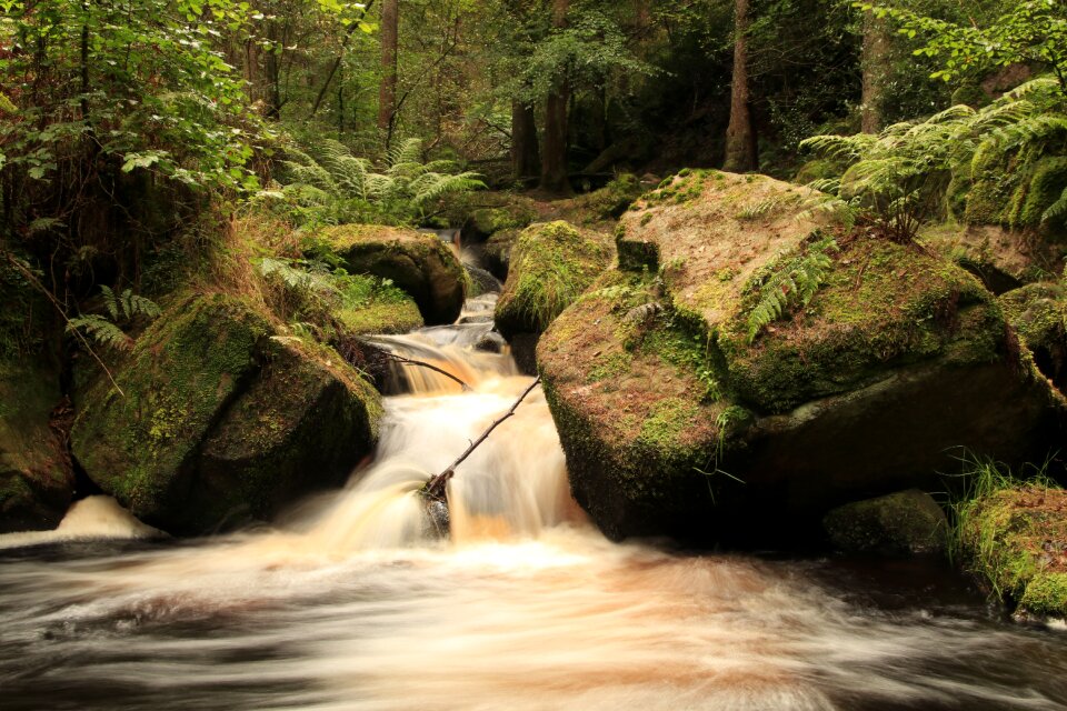 Trees moss fern flowing water