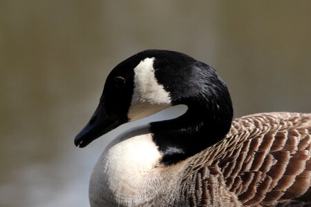 Bird nature wildlife photo