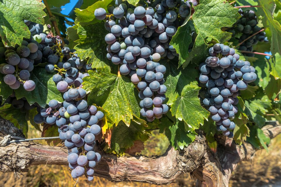 Vineyard harvest cultivation