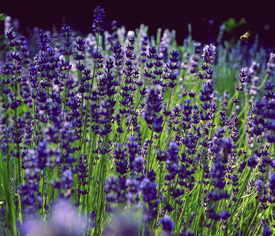 Lavender fragrant purple