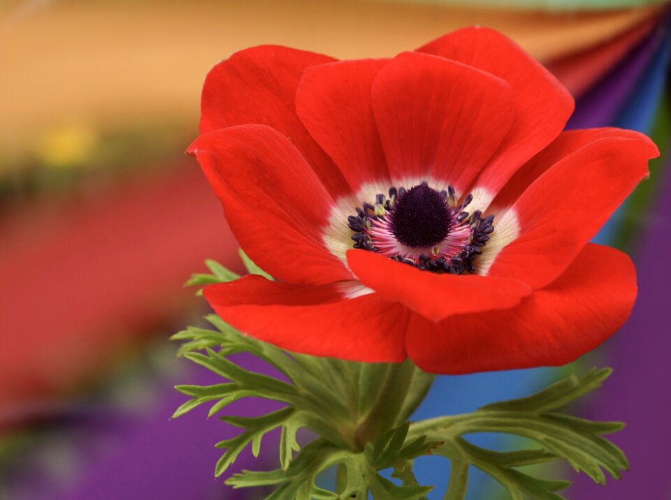 Bloom poppy flower flower