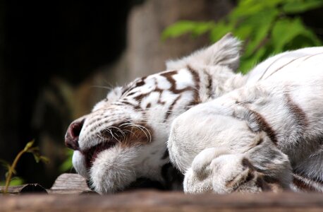 Panthera tigris tigris sleeps lies photo