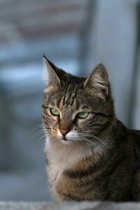 Cat tabby Free photos