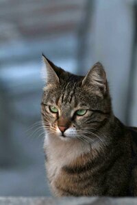 Cat tabby Free photos photo