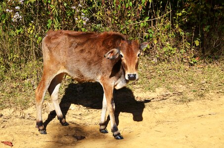 Beef calf agriculture