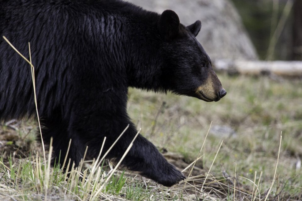 Nature big fur
