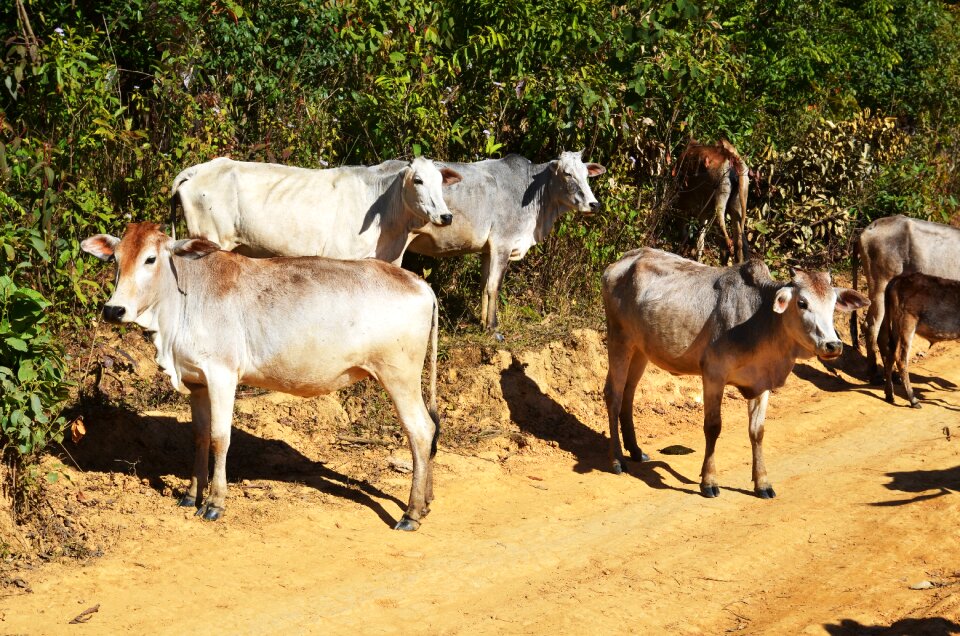 Agriculture ruminant livestock