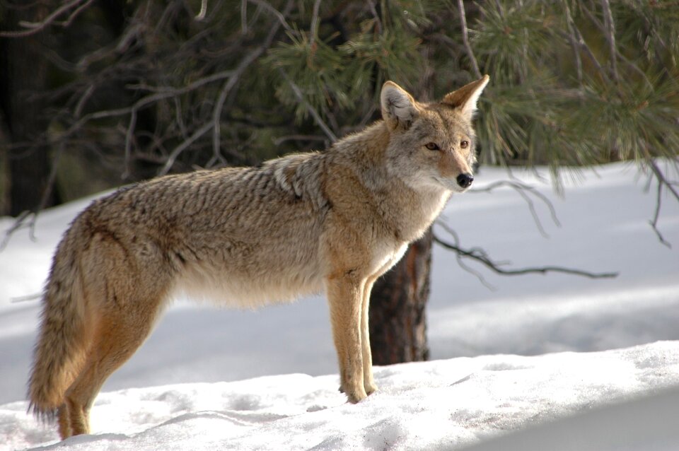 Snow predator wilderness