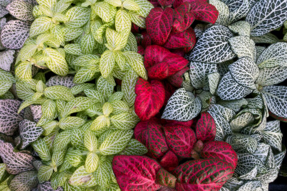 Nature green red