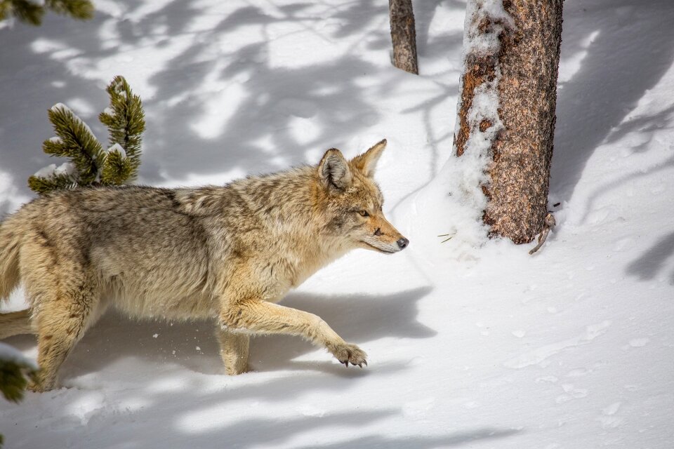 Snow predator wilderness