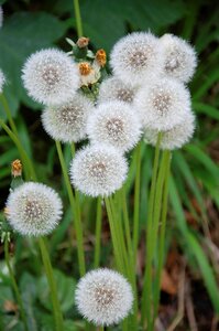Blossom bloom pointed flower