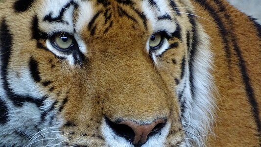 Amurtiger cat siberian tiger photo