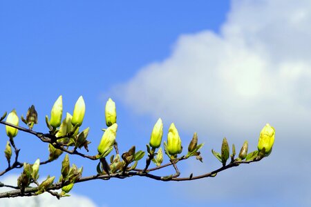 Twigs magnolia branches flower buds photo