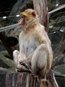 Zoo animal barbary ape photo