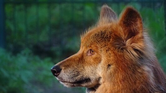 Australian dingoes australia martu