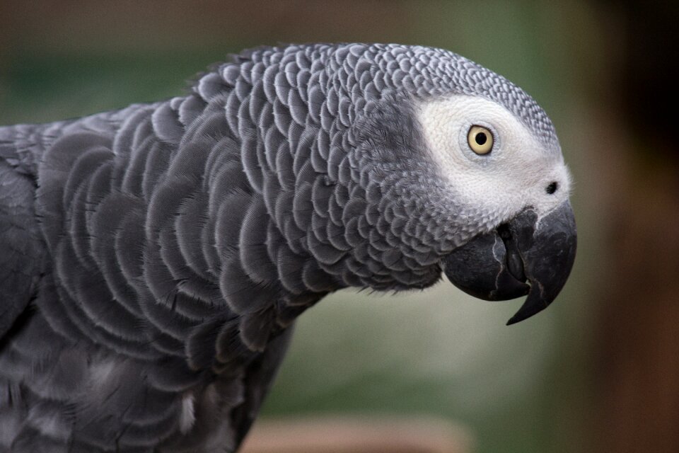 Bird grey bird gray birds