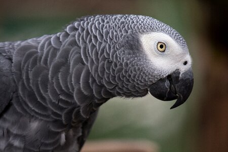 Bird grey bird gray birds photo