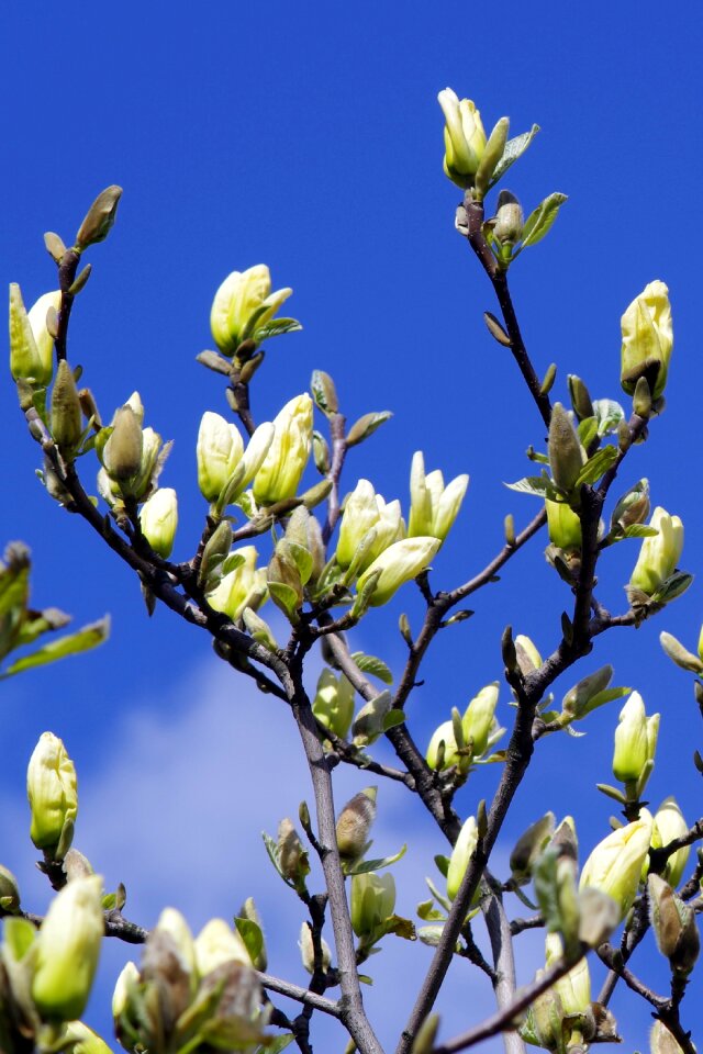 Twigs magnolia branches flower buds photo