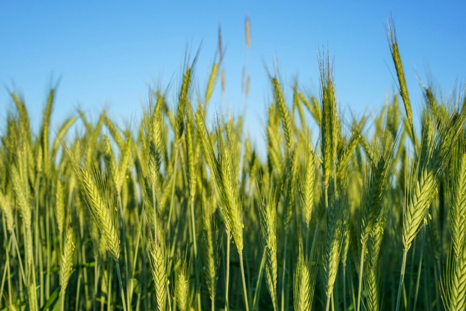 Farm farmland field