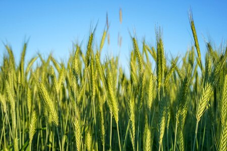 Farm farmland field