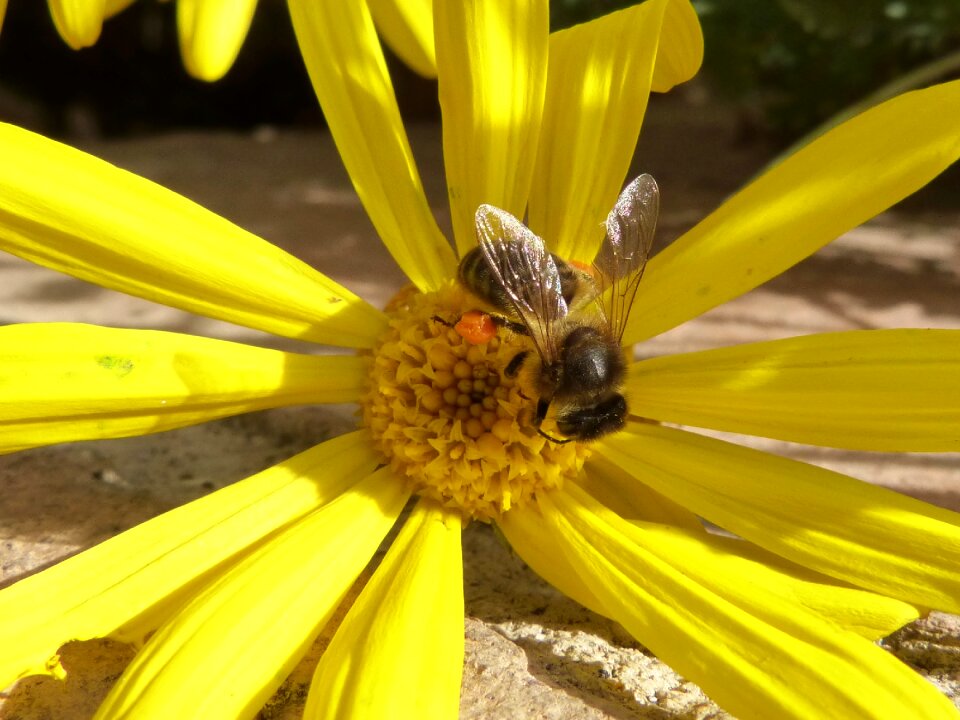 Pollen libar daisy