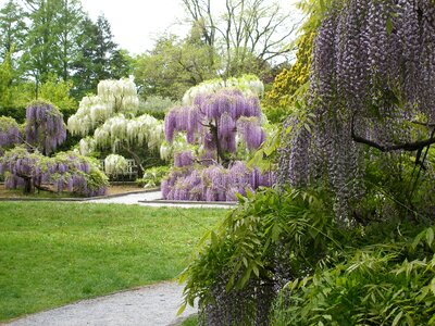 Blooming plant floral