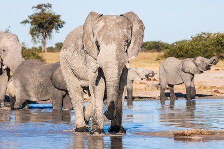 Looking eyes herd photo