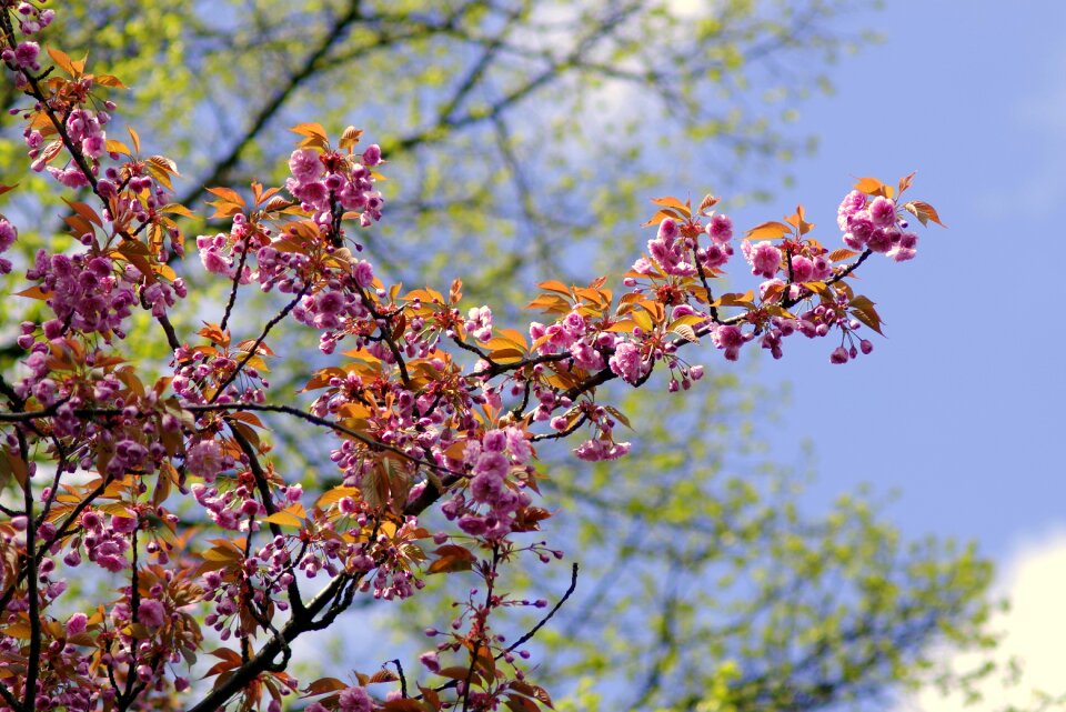 Dashing plant tree