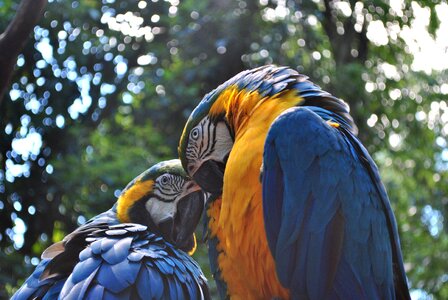 Parrot exotic blue wings