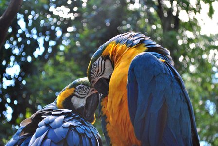 Parrot exotic blue wings photo