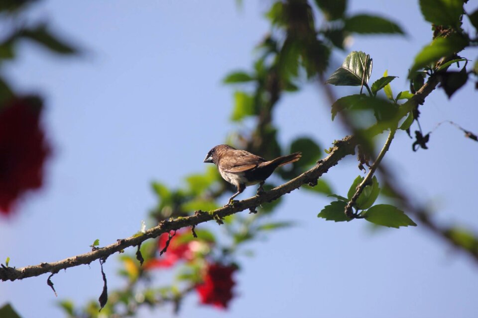 Branch bird nature