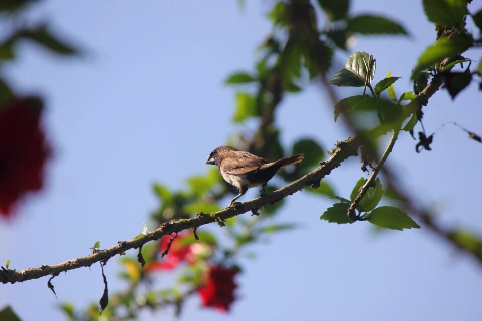 Branch bird nature photo