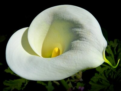 Flower beauty purity