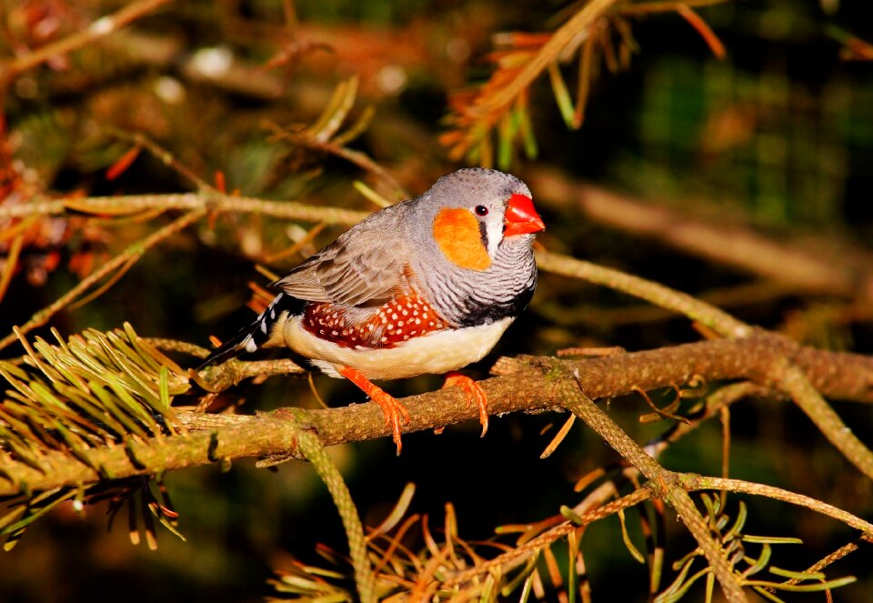 Finch zebra finch feather photo