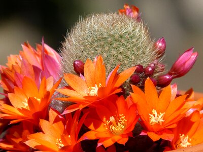 Cactus florir cactus flower
