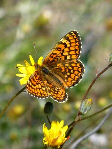 Orange butterfly melita phoebe priorat photo