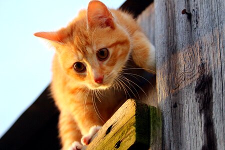 Red cat young cat cat baby