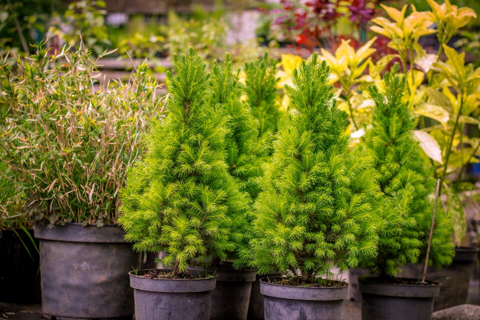 Green fir drove plant