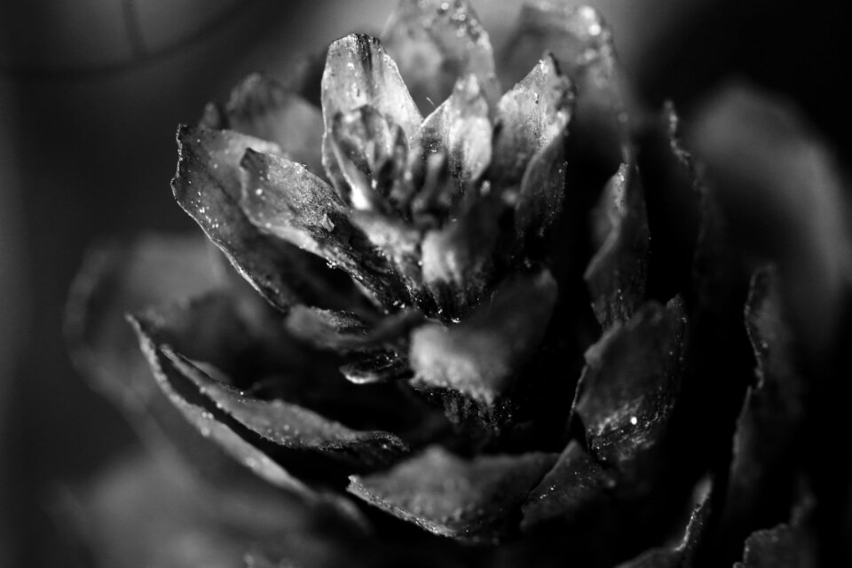 Pinecone macro nature