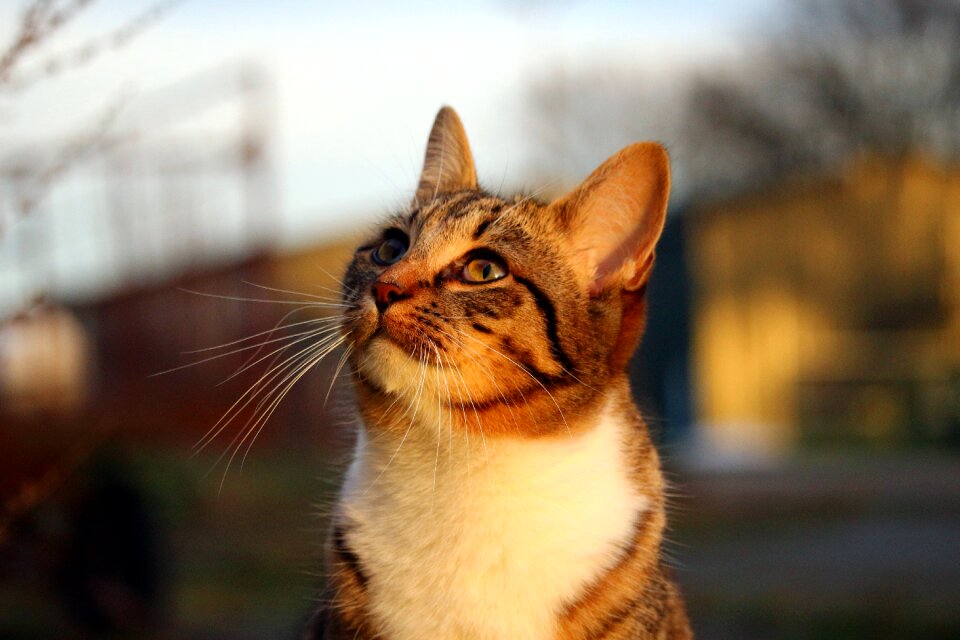 Tiger cat domestic cat mieze
