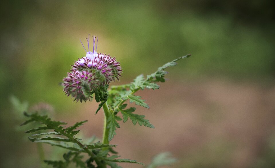 Thistle thistle flower flower